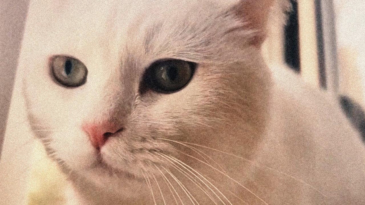 Cat in Absentia backdrop