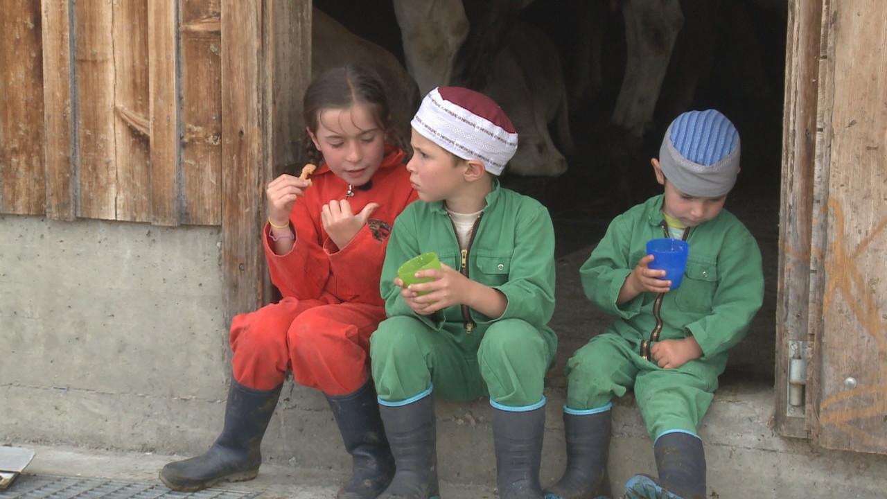 Kühe, Käse und 3 Kinder backdrop