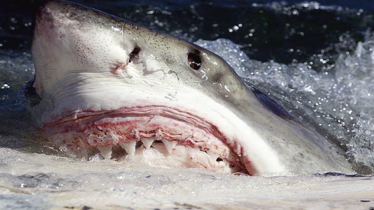 Killer Sharks: The Attacks of Black December backdrop