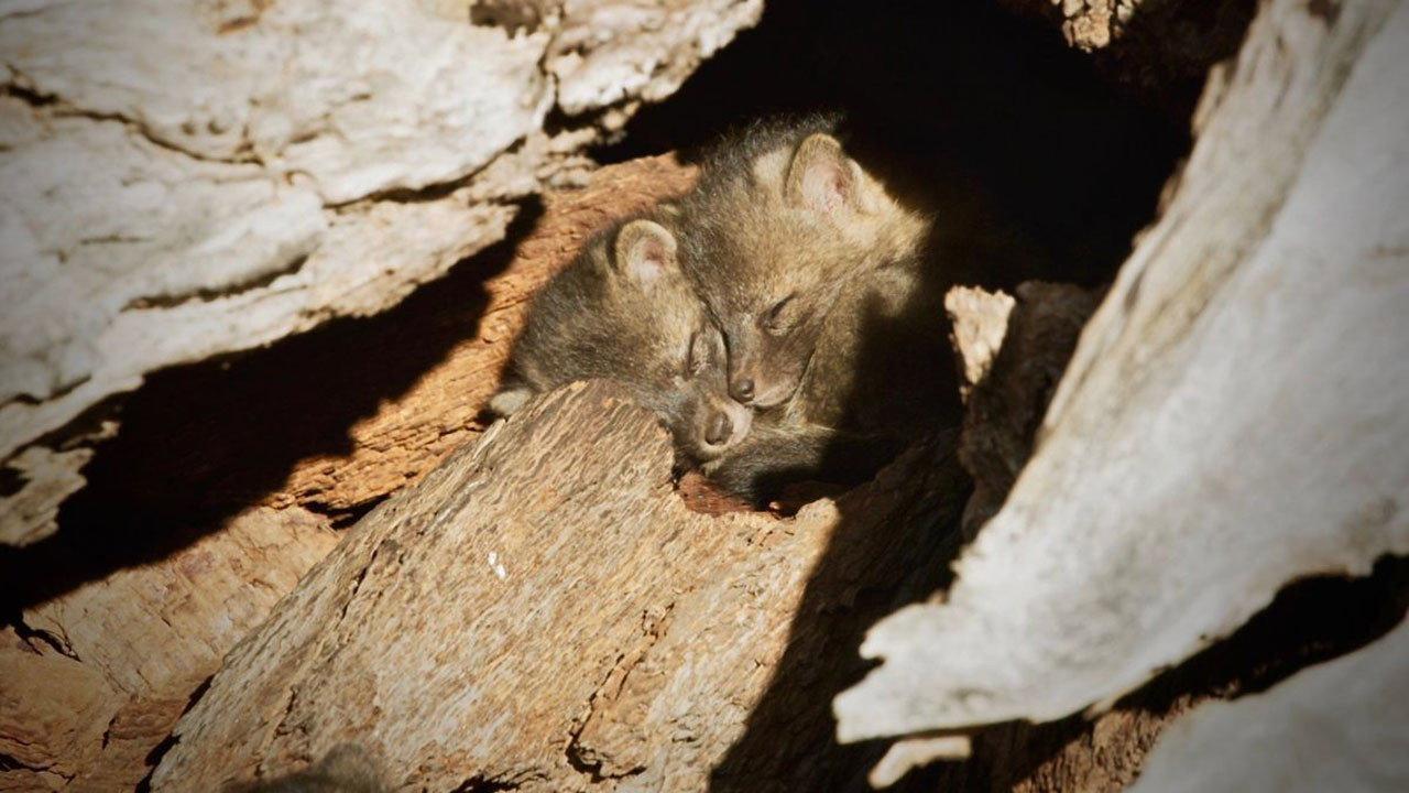Back from the Brink: Saved from Extinction backdrop