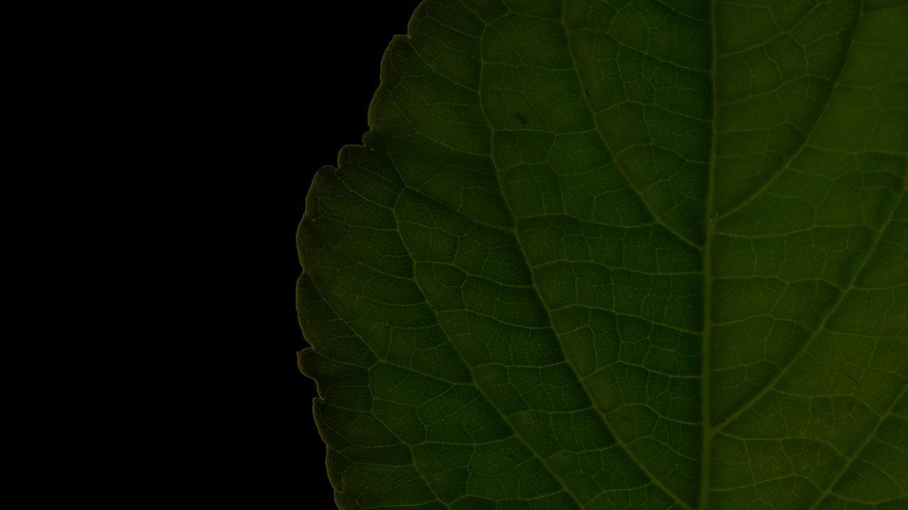 Salvia Divinorum: A Western Approach backdrop
