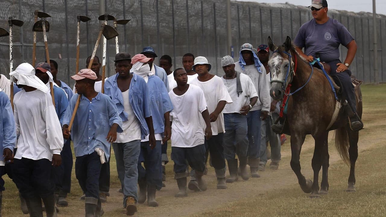 The Farm: Angola, USA backdrop