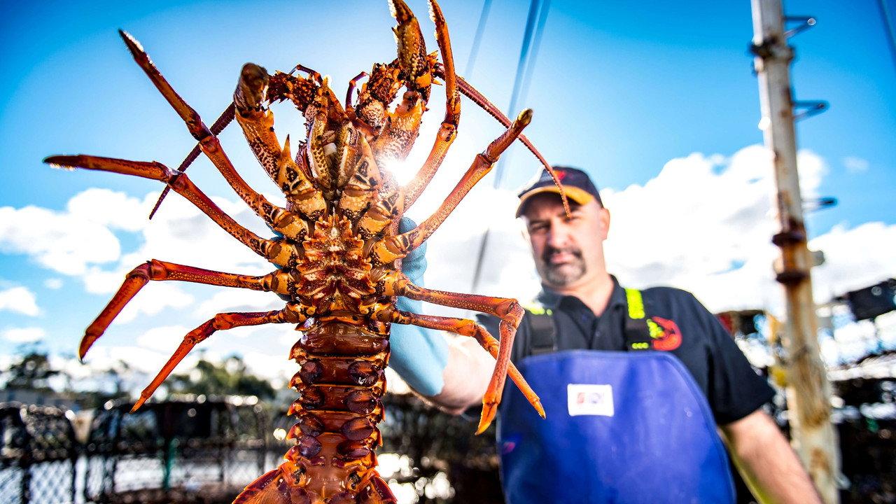 Aussie Lobster Men backdrop