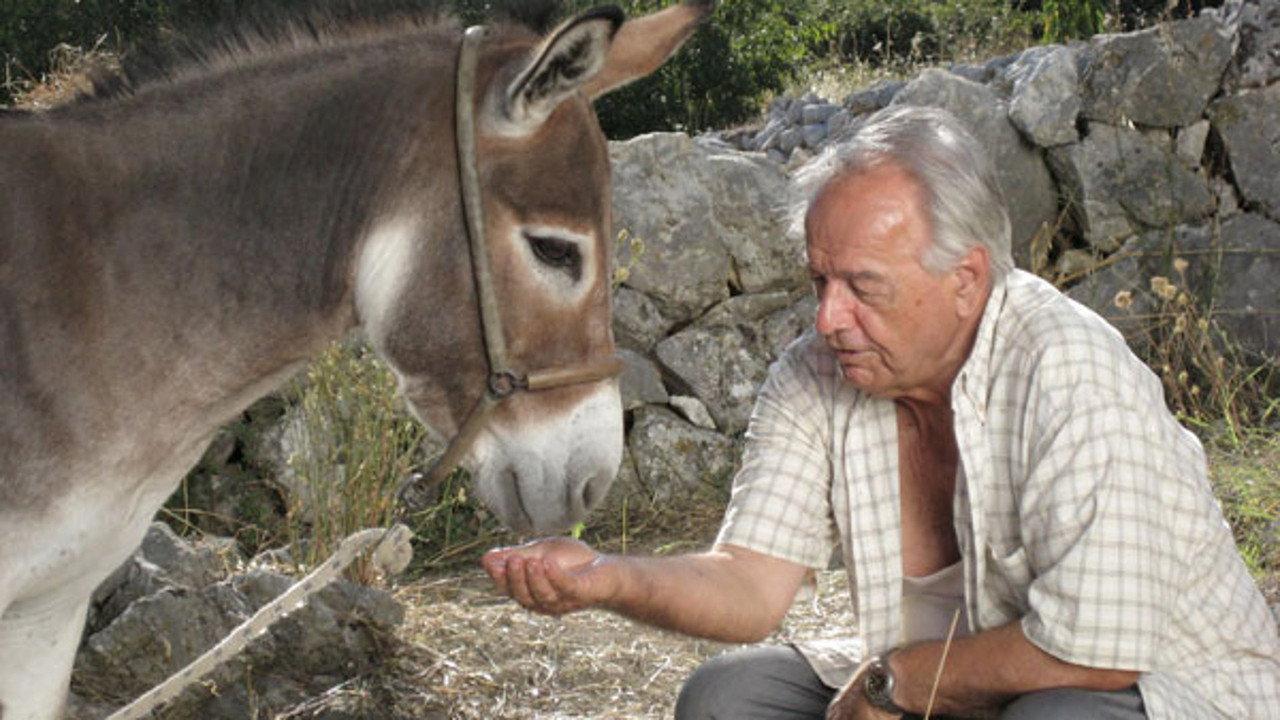 Donkey backdrop