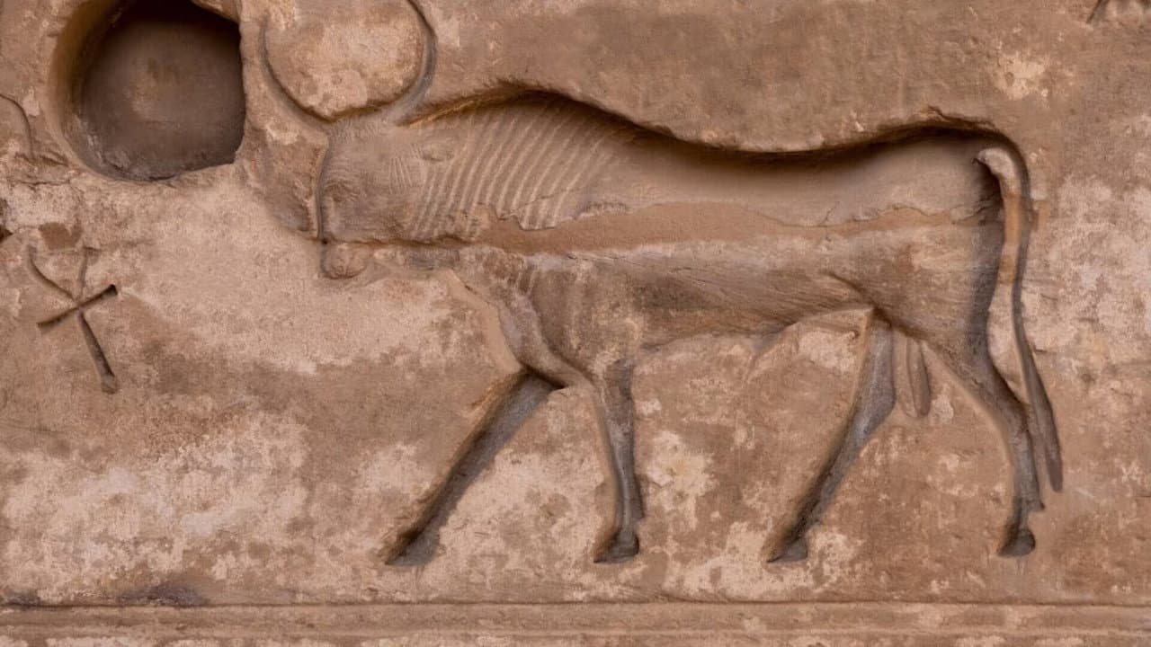 Les animaux sacrés de l'Egypte ancienne backdrop