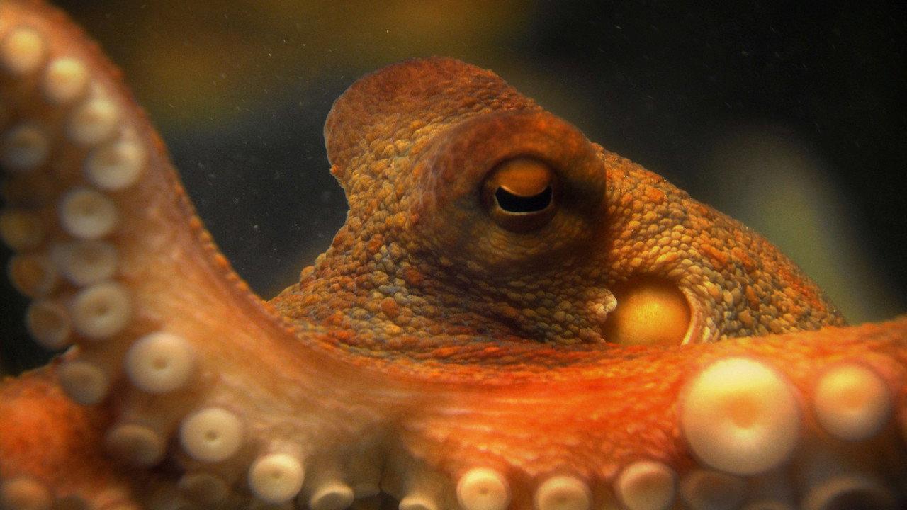 The Life & Times of Paul the Psychic Octopus backdrop