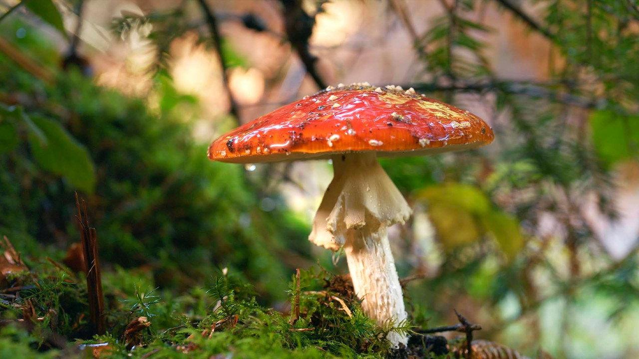The Fly Agaric backdrop