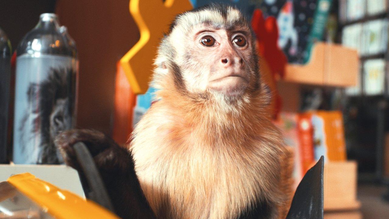 Akiko, the Flying Monkey backdrop