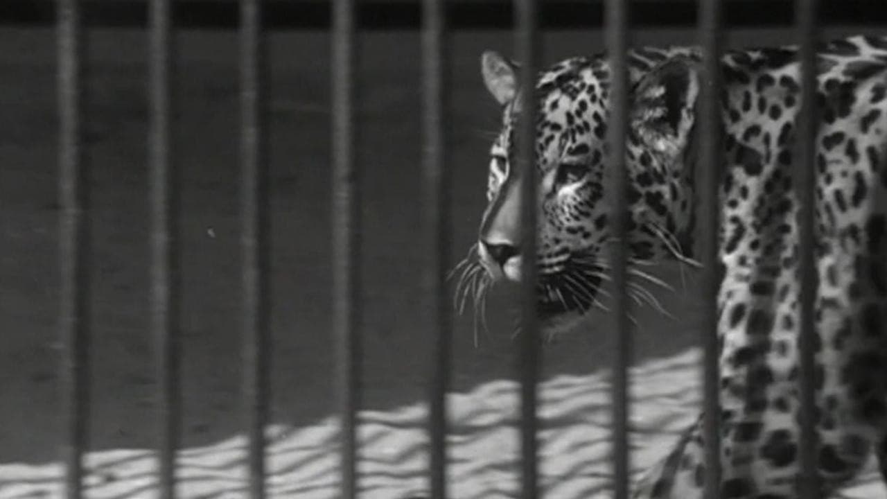 Zoo backdrop