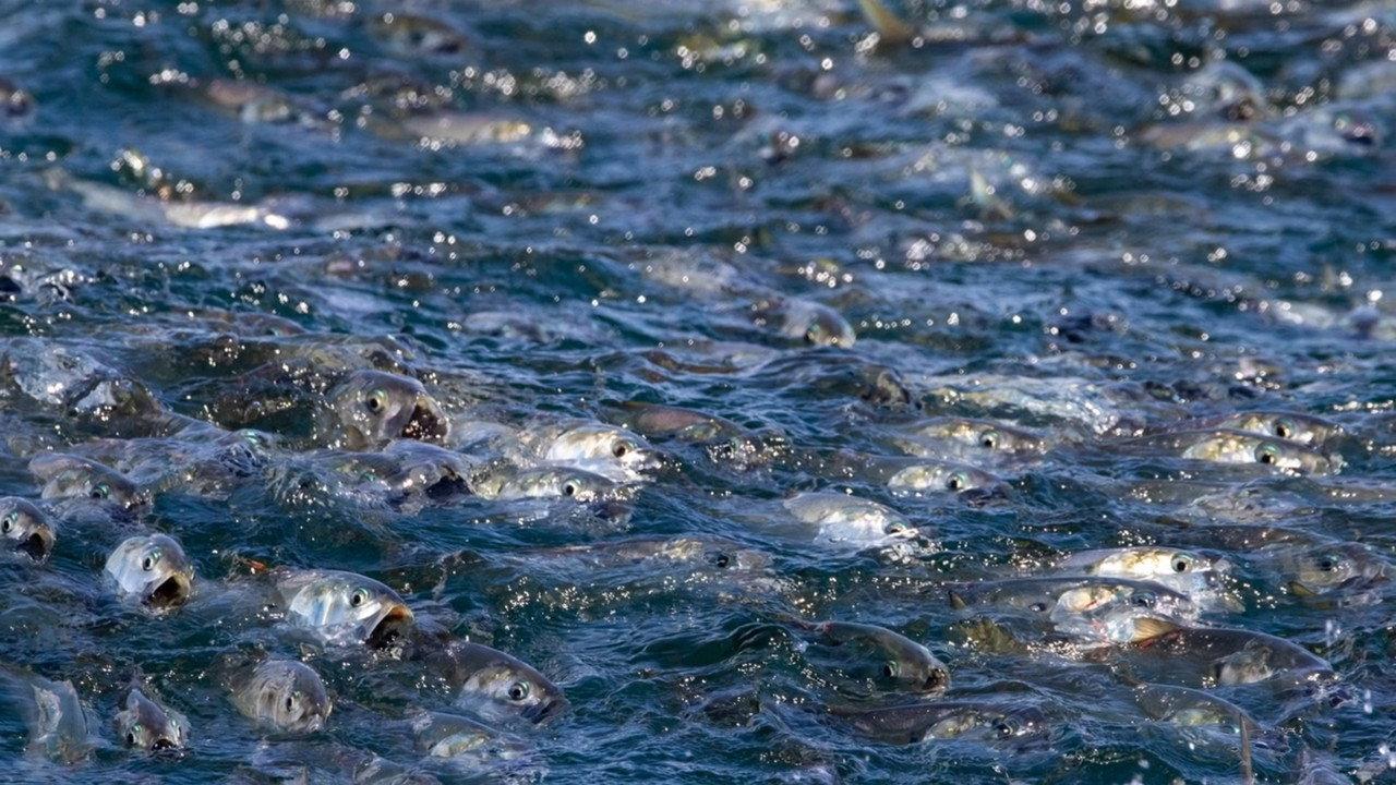 The Biggest Little Fish You've Never Seen backdrop
