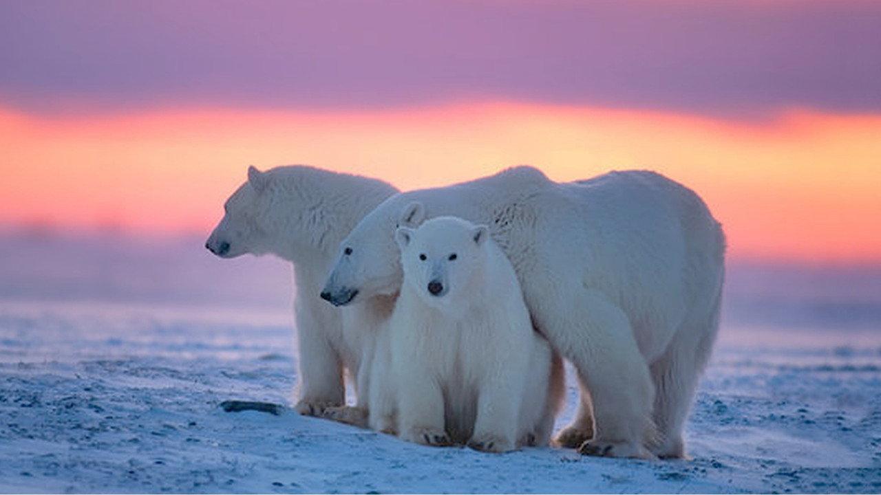Kingdom of the Polar Bears backdrop