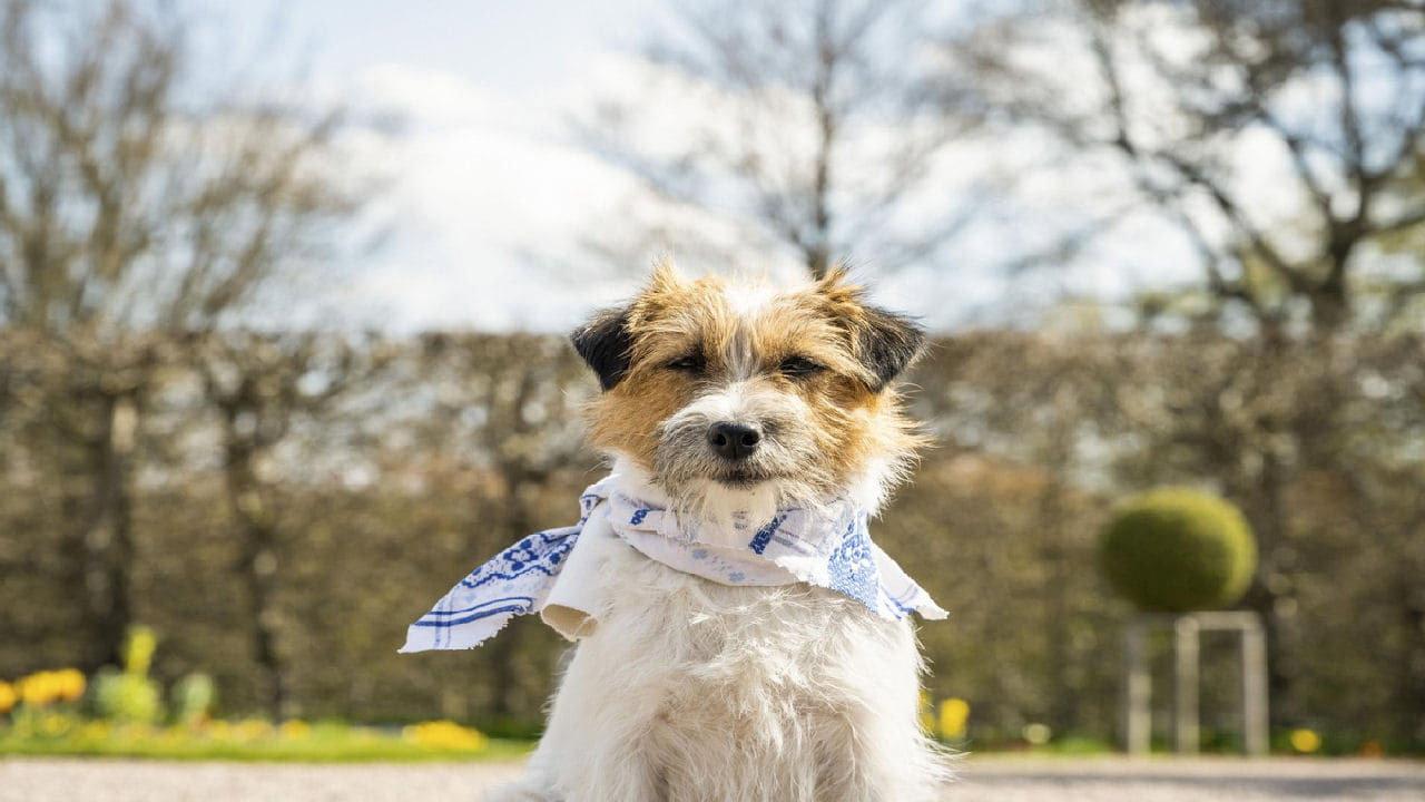 Zitterinchen backdrop