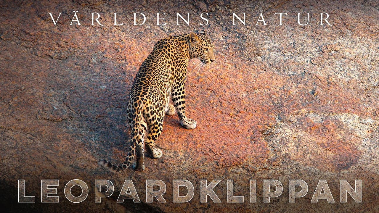 The Leopard Rocks backdrop