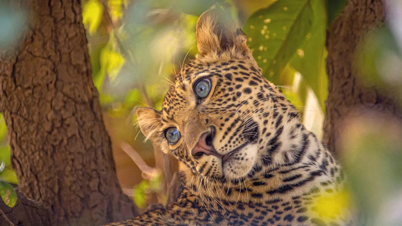 The Leopard Legacy backdrop
