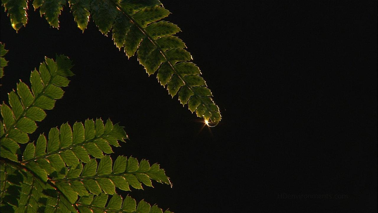 Living Landscapes: Earthscapes - Olympic Rainforest backdrop