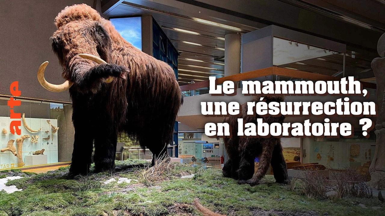 Ein Mammut-Projekt – Wiedergeburt ausgestorbener Arten backdrop