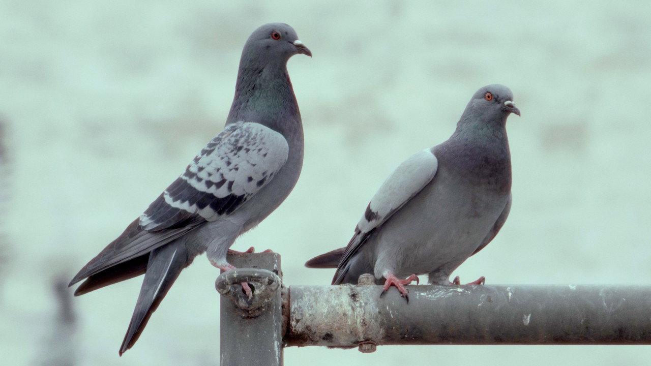 La danza de las palomas backdrop