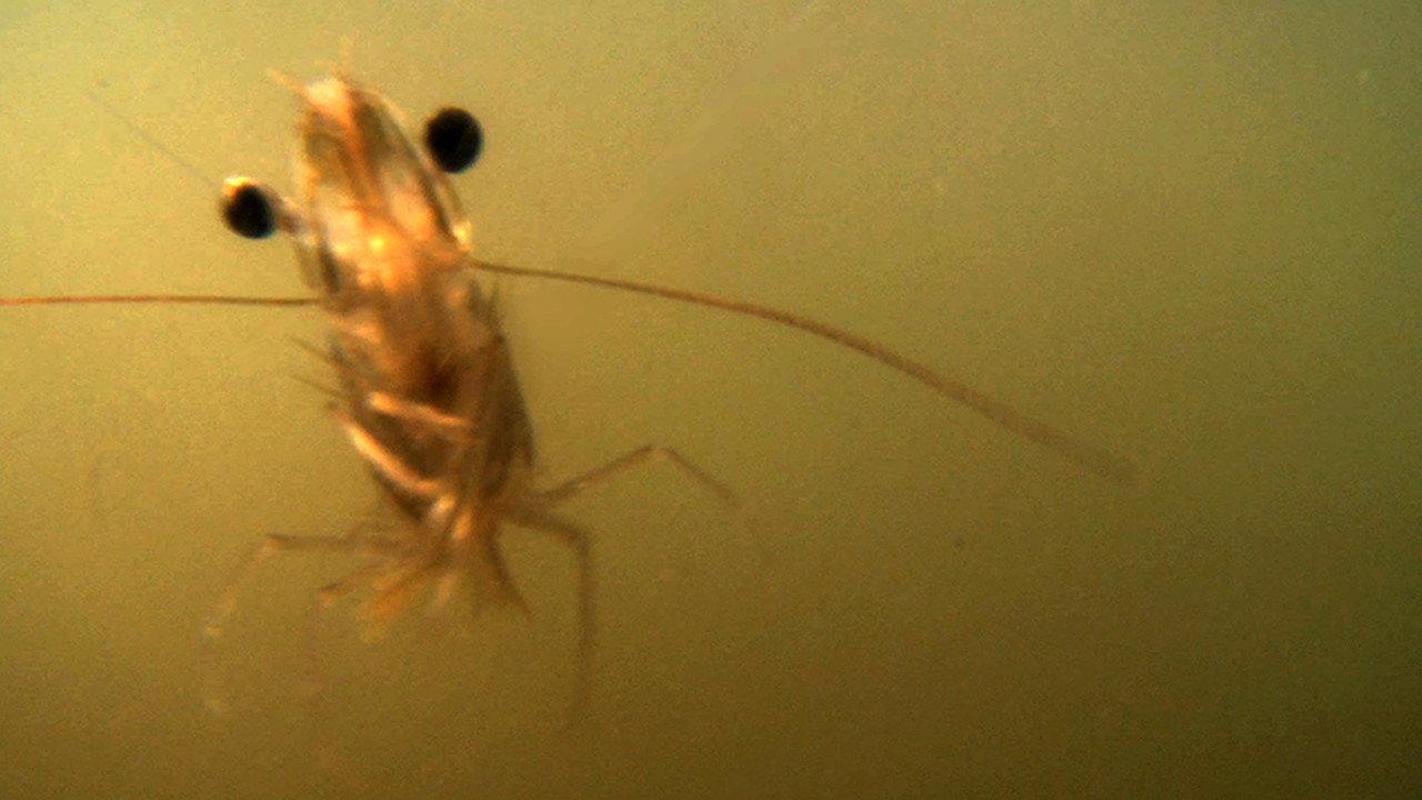 The Shrimp backdrop