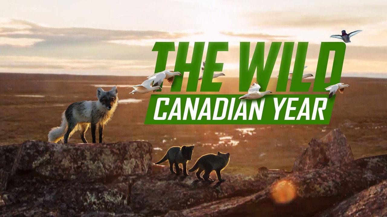 The Wild Canadian Year backdrop