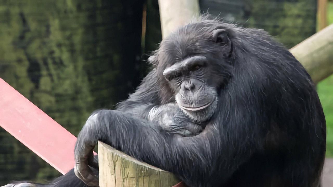 Monkey Life backdrop