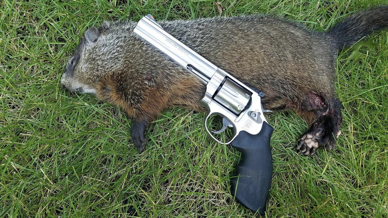Mr. Groundhog meets Santa Claus backdrop