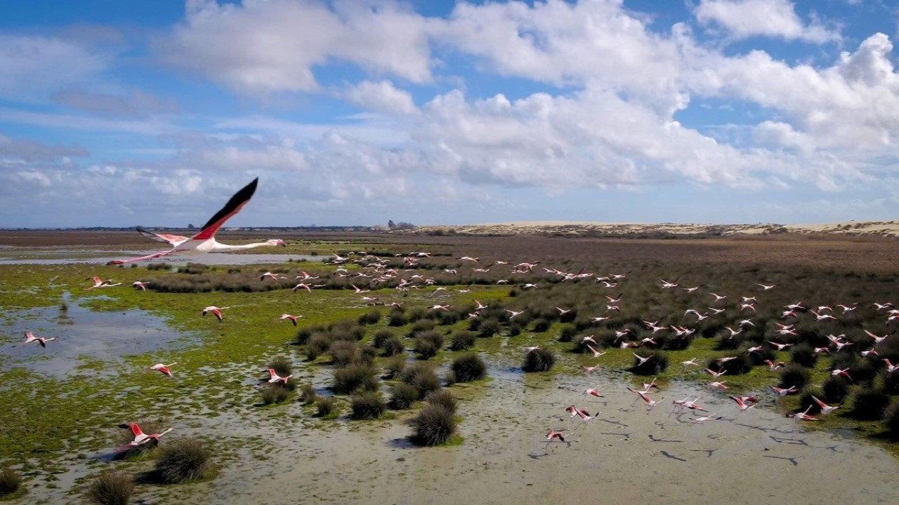 Wetlands: The Legacy of Luc Hoffmann backdrop