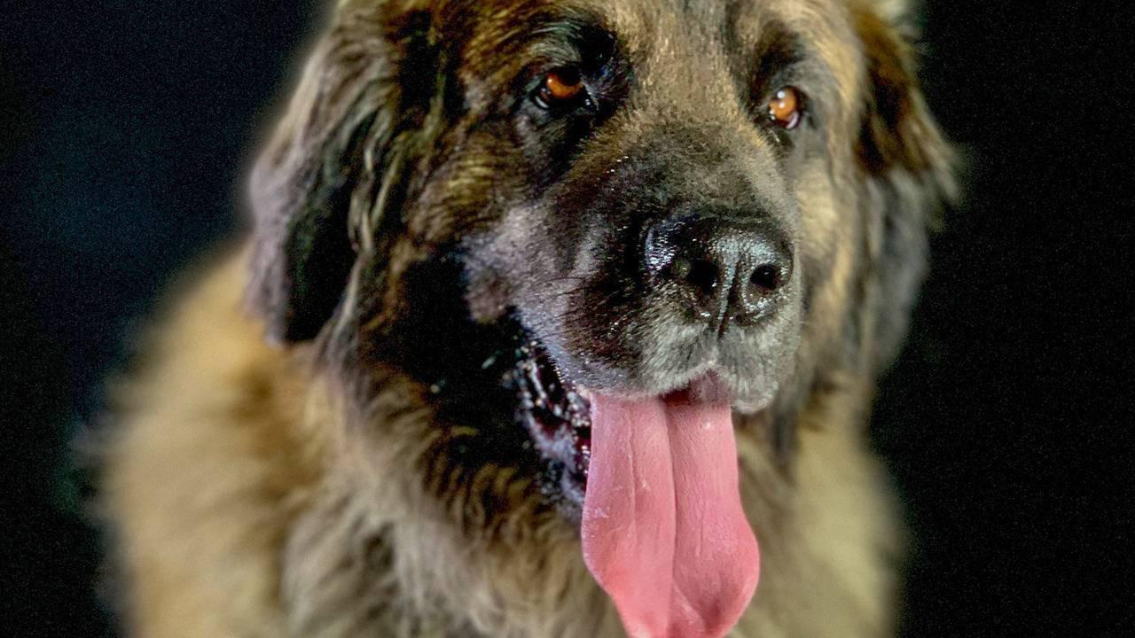 How dogs conquered the world backdrop
