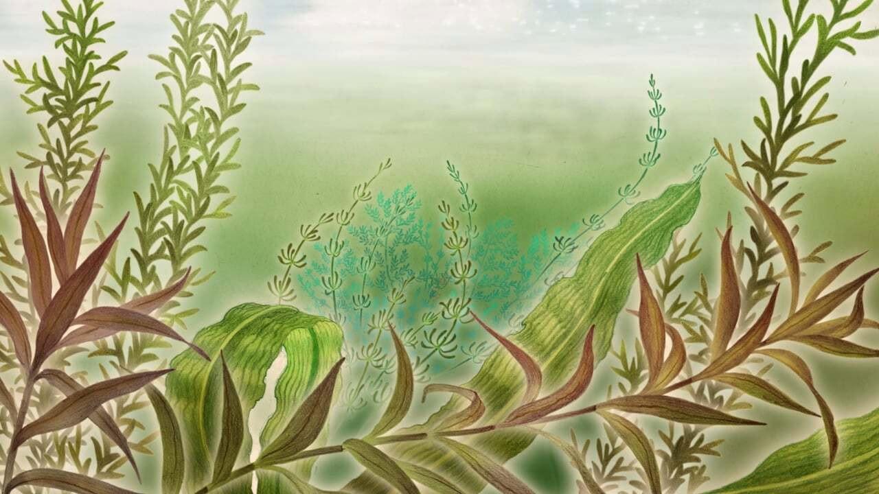 Boriya backdrop