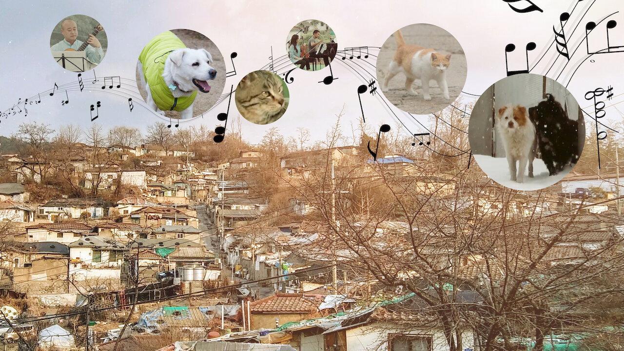 A Time for Dogs and Cats backdrop