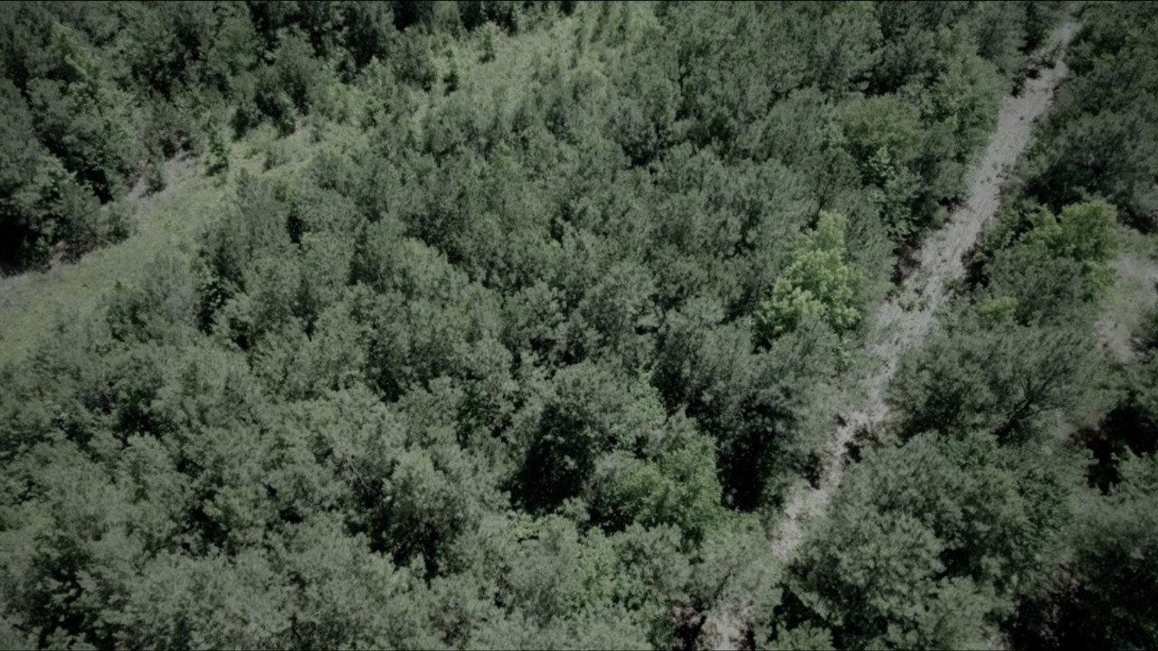 The Woods backdrop