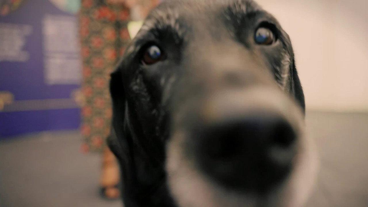 A Dog Called Laura backdrop