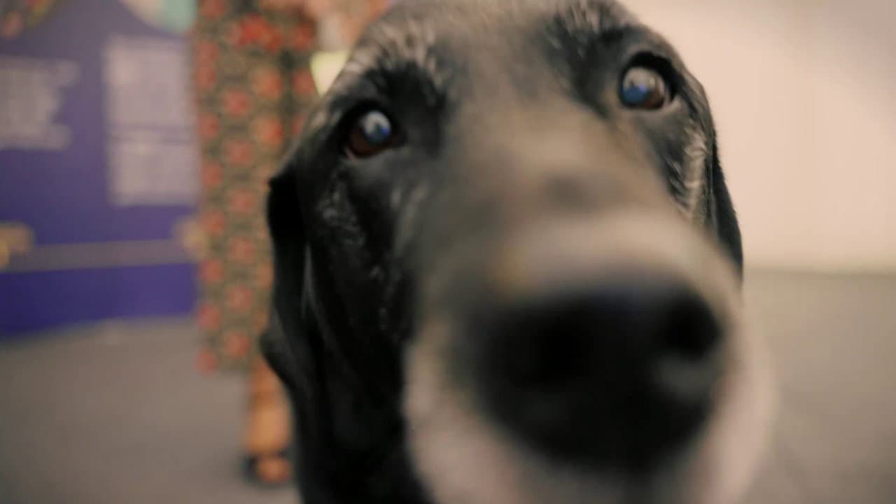 A Dog Called Laura backdrop
