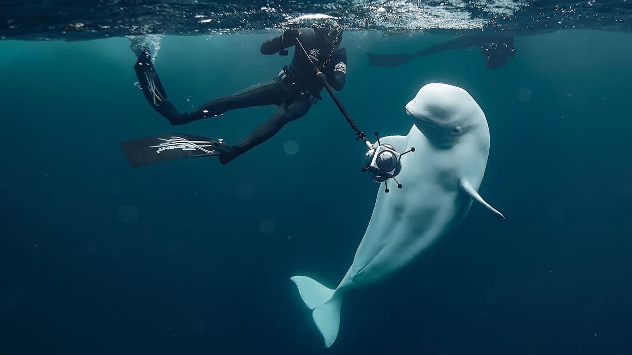 #Hvaldimir, Conversation With a Spy Whale backdrop