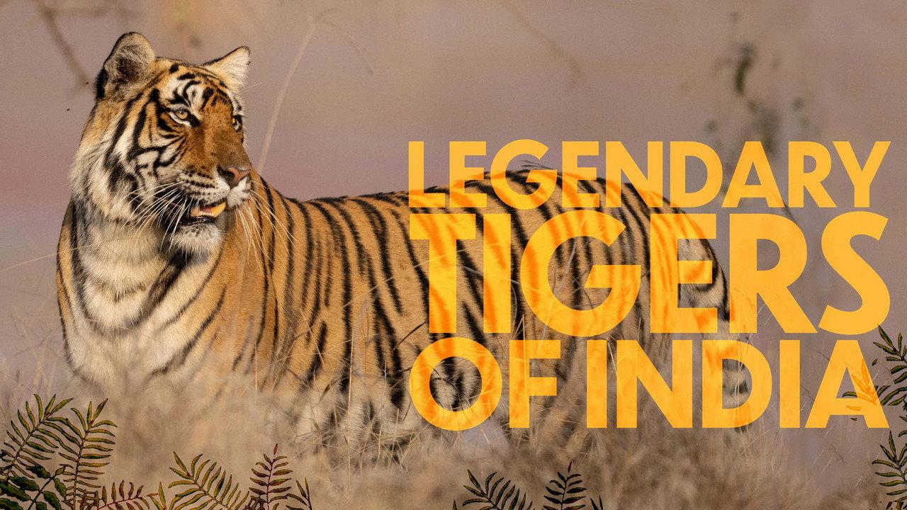 Legendary Tigers of India backdrop