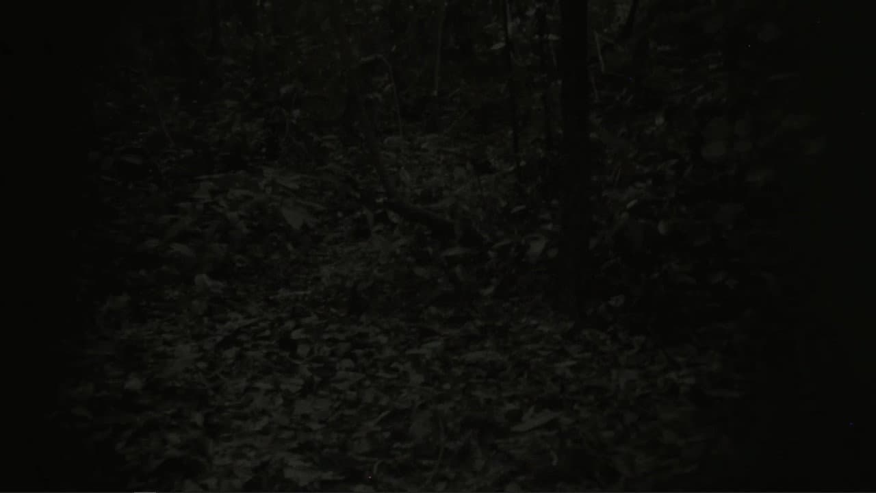 They Can Be Seen From A Distance backdrop