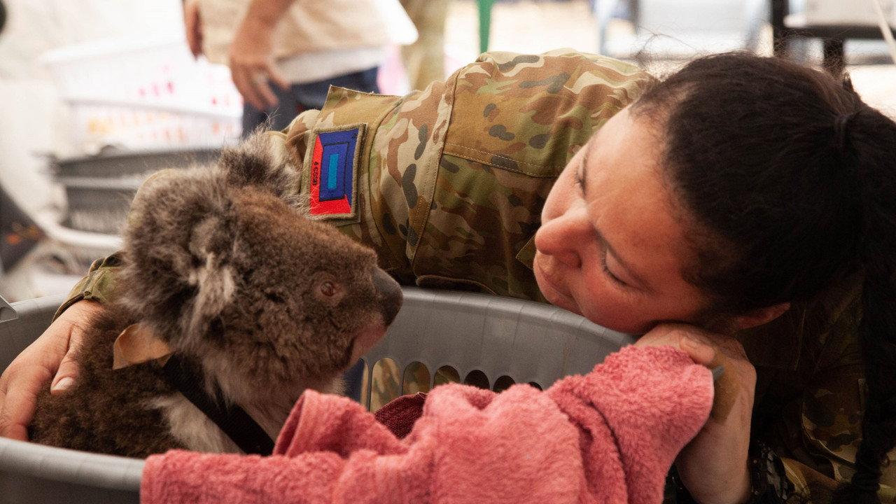 Bushfire Animal Rescue backdrop
