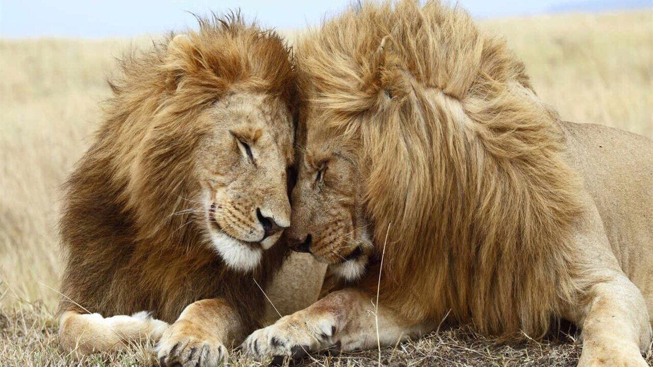 Second Nature: Gender and Sexuality in the Animal World backdrop
