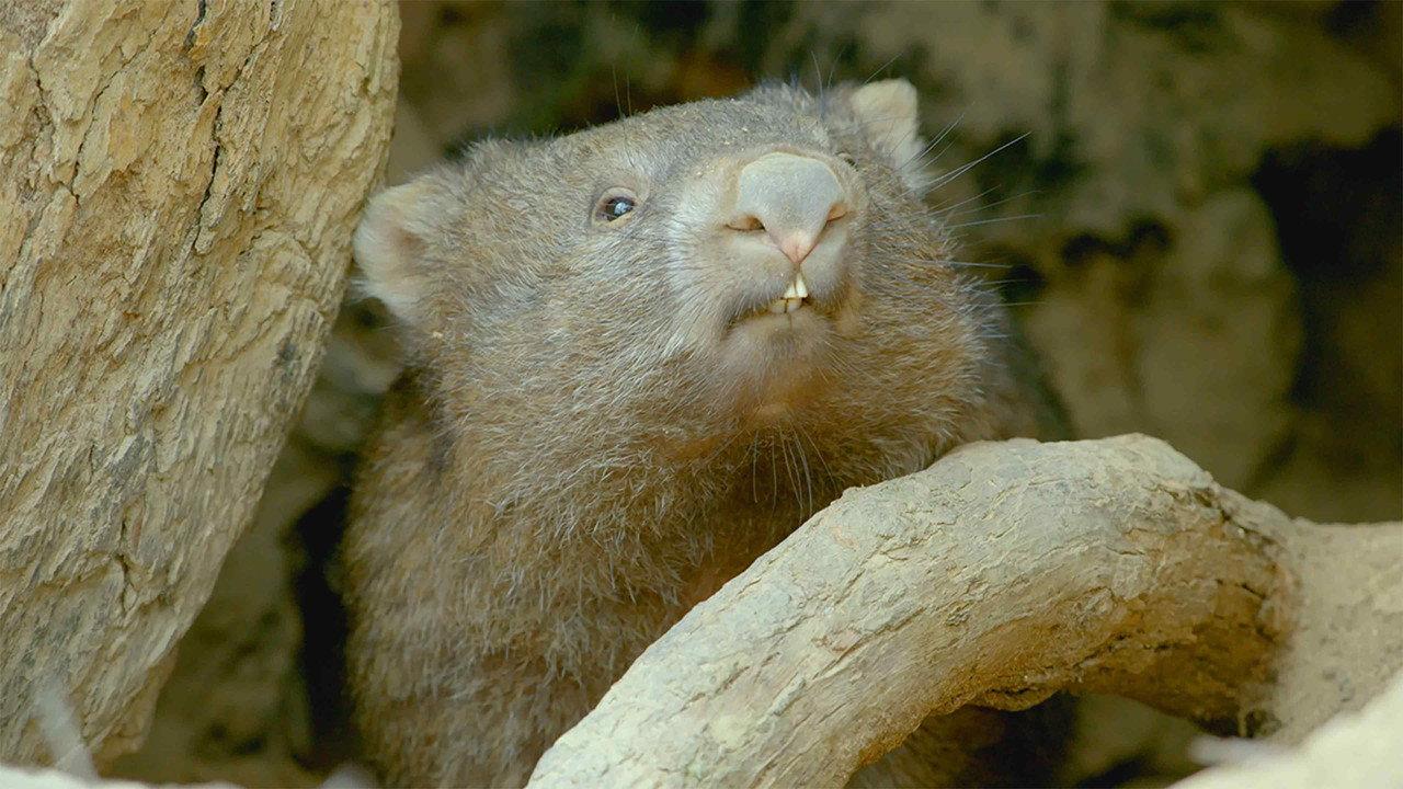 Secret Life of the Wombat backdrop