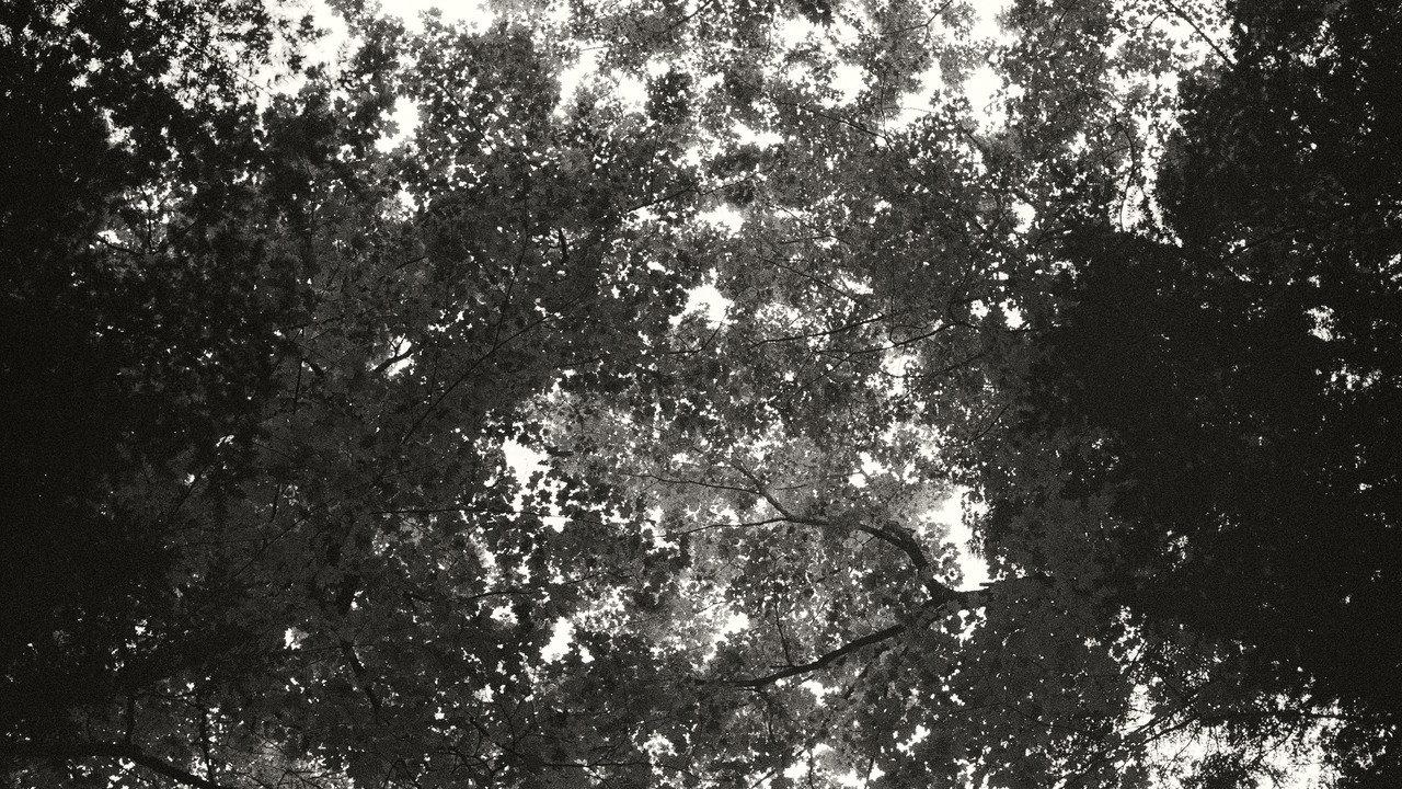 Idle Hours backdrop
