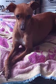Magrelo profile photo