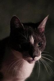 Kitty profile photo