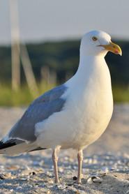 seagull profile photo