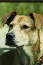 Lucy the Dog profile photo