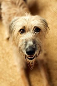 Rosie the Lurcher profile photo