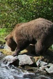 Downey the Bear profile photo