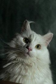 Coco profile photo