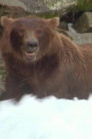 Bear 141 profile photo