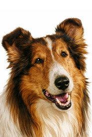 Lassie profile photo