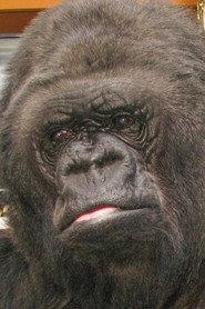Koko profile photo