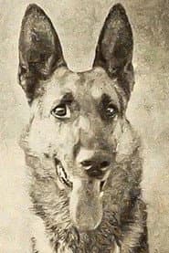 Thunder the Dog profile photo